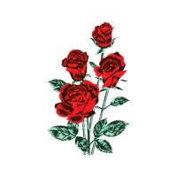 Hybrid Tea Rose Flowers