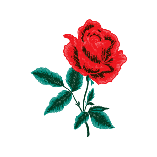 Hybrid Tea Rose Flowers Hybrid Tea Rose Flowers