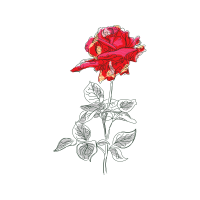 Hybrid Tea Rose Flowers