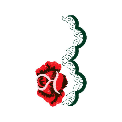 Hybrid Tea Rose Flowers Hybrid Tea Rose Flowers