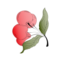 Illustration Flowers