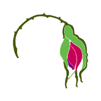 Illustration Flowers