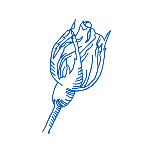 Illustration Flowers Illustration Flowers