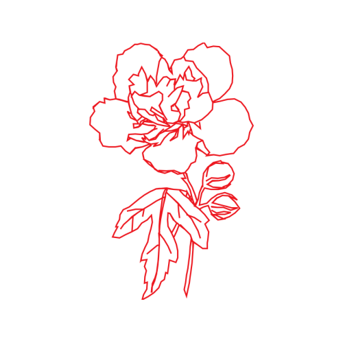 Illustration Flowers Illustration Flowers