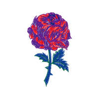 Illustration Flowers Illustration Flowers