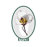 Illustration Flowers Illustration Flowers