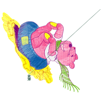 Illustration Flowers