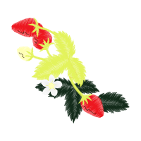 Illustration Flowers Illustration Flowers