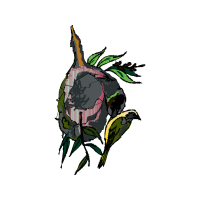 Illustration Flowers Illustration Flowers