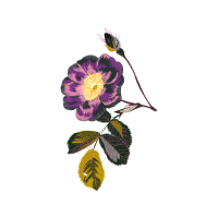 Japanese Camellia Flowers