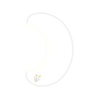 Japanese Camellia Flowers