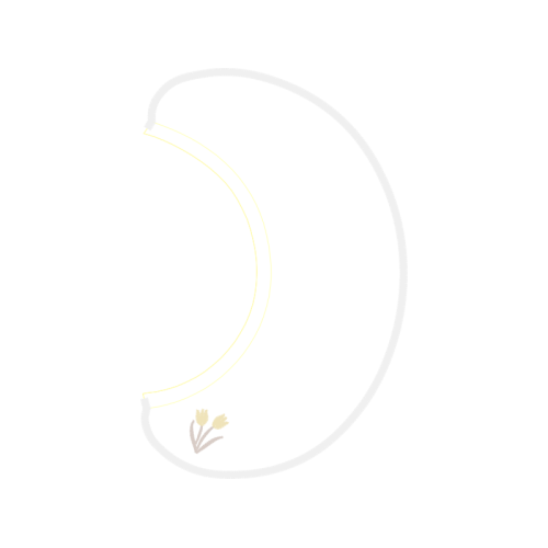 Japanese Camellia Flowers Japanese Camellia Flowers