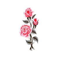 Japanese Camellia Flowers Japanese Camellia Flowers