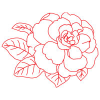 Japanese Camellia Flowers Japanese Camellia Flowers