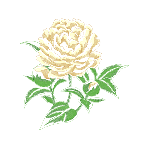 Japanese Camellia Flowers Japanese Camellia Flowers