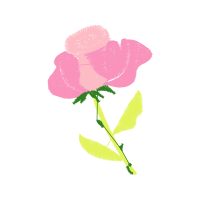 Laceleaf Flowers Laceleaf Flowers