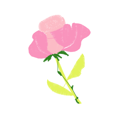 Laceleaf Flowers Laceleaf Flowers