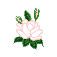 Laceleaf Flowers Laceleaf Flowers