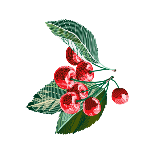 Laceleaf Flowers Laceleaf Flowers