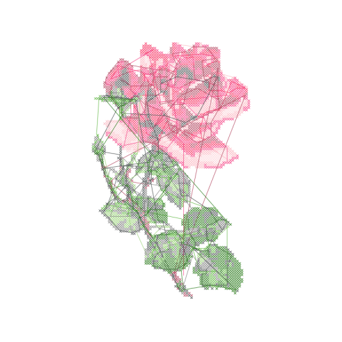 Laceleaf Flowers Laceleaf Flowers