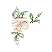 M 02Csf Flowers M 02Csf Flowers