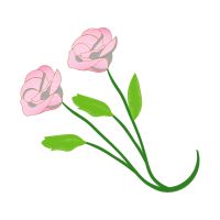 Missouri Evening Primrose Flowers Missouri Evening Primrose Flowers