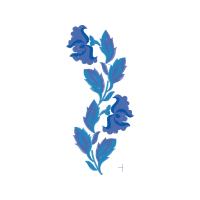 Netted Iris Flowers Netted Iris Flowers