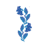 Netted Iris Flowers Netted Iris Flowers