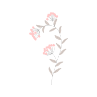 Nootka Rose Flowers Nootka Rose Flowers