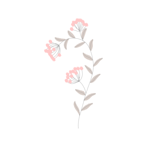 Nootka Rose Flowers Nootka Rose Flowers