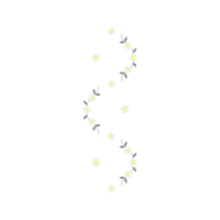 Orchids Flowers Orchids Flowers