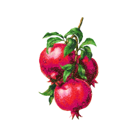 Pomegranate Juice Flowers