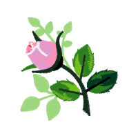 Portable Network Graphics Flowers Portable Network Graphics Flowers