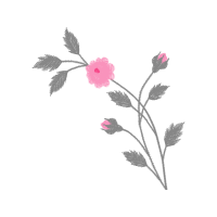 Rosa Glauca Flowers Rosa Glauca Flowers