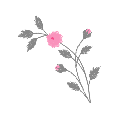 Rosa Glauca Flowers Rosa Glauca Flowers