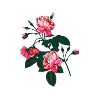 Rosa Glauca Flowers Rosa Glauca Flowers