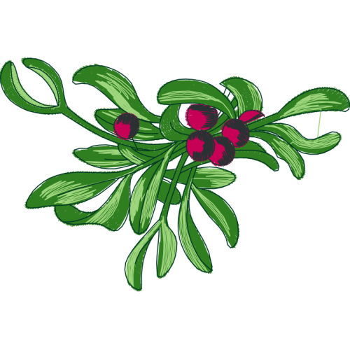 Rosa Glauca Flowers Rosa Glauca Flowers