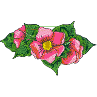 Rosa Glauca Flowers Rosa Glauca Flowers