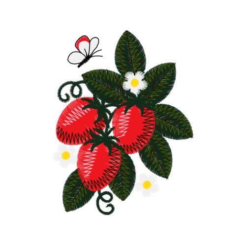 Rosa Glauca Flowers Rosa Glauca Flowers