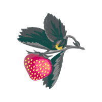 Southern Magnolia Flowers