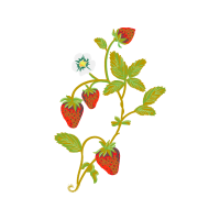 Strawberry Flowers