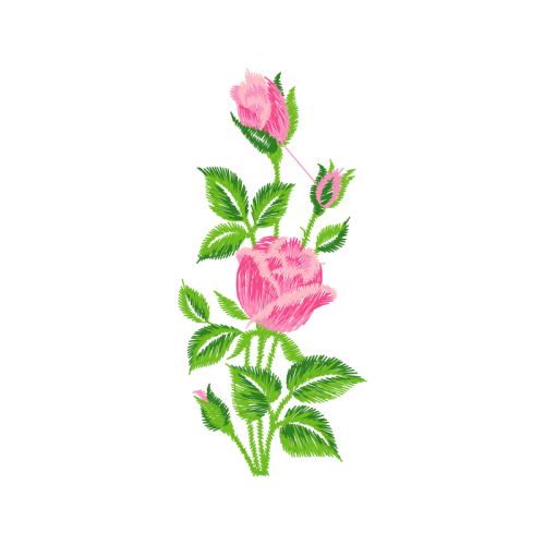 Sugarbushes Flowers Sugarbushes Flowers