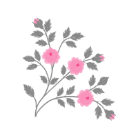 Swamp Rose Flowers