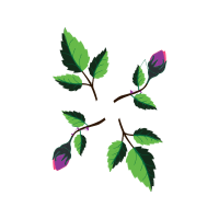 Sweet Birch Flowers Sweet Birch Flowers