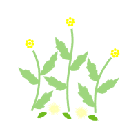 Vervain Flowers Vervain Flowers