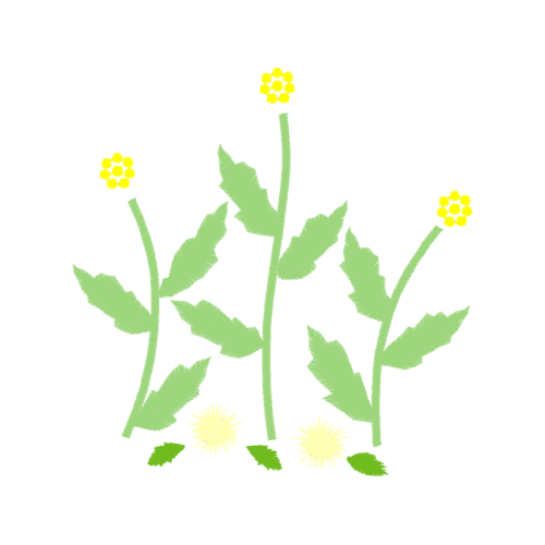 Vervain Flowers Vervain Flowers