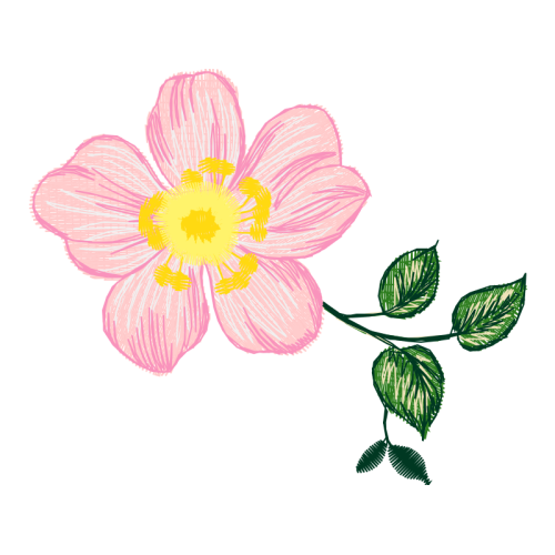 Woods Rose Flowers Woods Rose Flowers