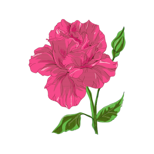 Woods Rose Flowers Woods Rose Flowers