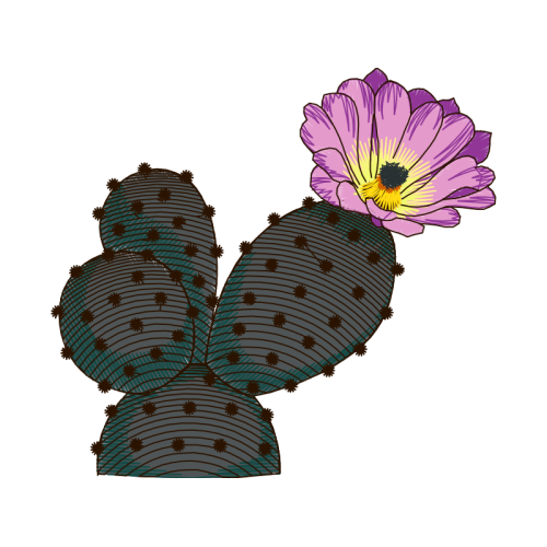 Barbary Fig Flowers Barbary Fig Flowers