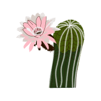 Cactus Flowers